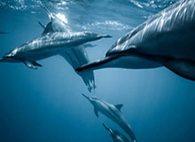 【球星集锦】NBA 24-25赛季30大海报扣篮：哪一球是心目中的最佳？